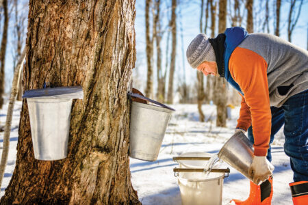 How to Get Maple Flavor in Beer Image
